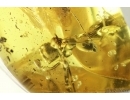 Rare Ant Formicidae Damzenomyrmex ribbeckei. Fossil inclusion Ukrainian Rovno amber #14293R