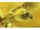 Rare Ant Formicidae Damzenomyrmex ribbeckei. Fossil inclusion Ukrainian Rovno amber #14293R