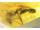 Rare Ant Formicidae Damzenomyrmex ribbeckei. Fossil inclusion Ukrainian Rovno amber #14293R