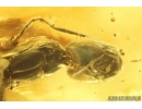 Rare Ant Formicidae Damzenomyrmex ribbeckei. Fossil inclusion Ukrainian Rovno amber #14293R