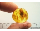 Rare Ant Formicidae ?Cataglyphoides. Fossil insect in Ukrainian Rovno amber #14294R