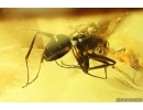 Ant Formicidae Formica. Fossil insect in Ukrainian Rovno amber #14295R