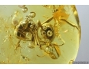 Ant Formicidae Formica gustawi. Fossil insect in Ukrainian Rovno amber #14297R