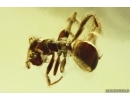 Rare Ant ?Plagiolepis. Fossil inclusion in Ukrainian Rovno amber #14298R