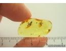 Ants Formicidae Ctenobethylus goepperti. Fossil inclusions Ukrainian Rovno amber #14299R