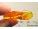 Ants Formicidae Dolichoderus. Fossil inclusions Baltic amber #14300R