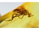 Ant Formicidae Formica flori and Dance fly Empididae. Fossil insects Baltic amber #14301R