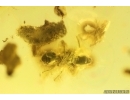 Ant Formicidae Ctenobethylus goepperti. Fossil inclusion Ukrainian Rovno amber #14303R