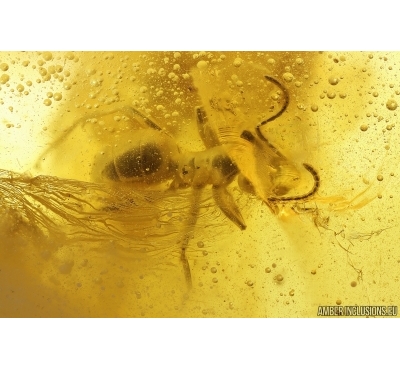 Two Ants Hymenoptera and More. Fossil insects Ukrainian Rovno amber #14310R