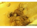 Two Ants Hymenoptera and More. Fossil insects Ukrainian Rovno amber #14310R