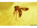 Two Ants Hymenoptera and More. Fossil insects Ukrainian Rovno amber #14310R