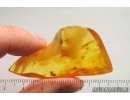 Two Ants Hymenoptera and More. Fossil insects Ukrainian Rovno amber #14310R