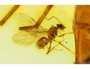 Winged Ant Formicidae Formica gustawi and Spider Araneae. Fossil inclusions Ukrainian Rovno amber #14311R