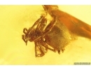 Winged Ant Formicidae Formica gustawi and Spider Araneae. Fossil inclusions Ukrainian Rovno amber #14311R