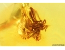 Winged Ant Formicidae Formica gustawi and Spider Araneae. Fossil inclusions Ukrainian Rovno amber #14311R