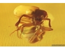 Ant Formicidae Bradoponera meieri and Wasp Hymenoptera.  Fossil inclusions Ukrainian Rovno amber #14317R