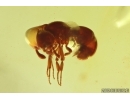 Ant Formicidae Bradoponera meieri and Wasp Hymenoptera.  Fossil inclusions Ukrainian Rovno amber #14317R