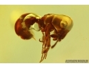 Ant Formicidae Bradoponera meieri and Wasp Hymenoptera.  Fossil inclusions Ukrainian Rovno amber #14317R