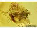 Ant Formicidae Bradoponera meieri and Wasp Hymenoptera.  Fossil inclusions Ukrainian Rovno amber #14317R