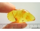 Ant Formicidae Bradoponera meieri and Wasp Hymenoptera.  Fossil inclusions Ukrainian Rovno amber #14317R