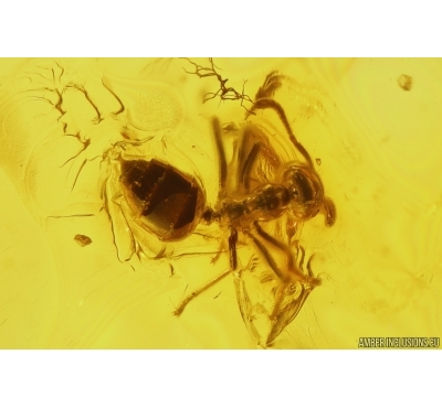 Rare Ant Plagiolepis klinsmanni and Spider Araneae. Fossil inclusions Baltic amber #14319