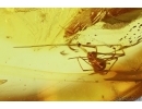 Rare Ant Plagiolepis klinsmanni and Spider Araneae. Fossil inclusions Baltic amber #14319