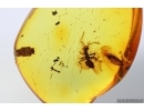 Ant Formicidae Yantaromyrmex and Pupa. Fossil inclusions in Baltic amber #14320