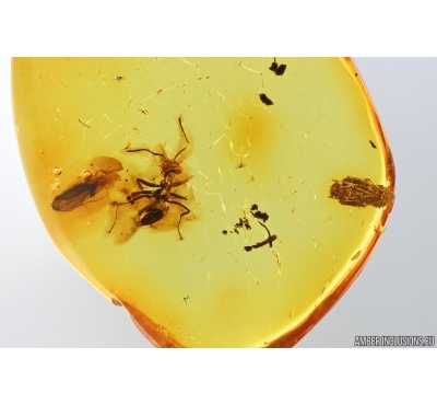 Ant Formicidae Yantaromyrmex and Pupa. Fossil inclusions in Baltic amber #14320