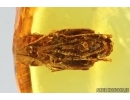 Ant Formicidae Yantaromyrmex and Pupa. Fossil inclusions in Baltic amber #14320