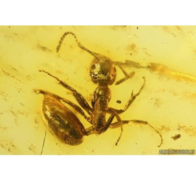 Rare Ant Dolichoderus longipilosus. 2nd specimen in Baltic amber #14321