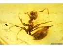 Rare Ant Dolichoderus longipilosus. 2nd specimen in Baltic amber #14321