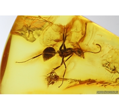 Ant Formicidae Yantaromyrmex geinitzi and Spider Araneae. Fossil inclusions Baltic amber #14323