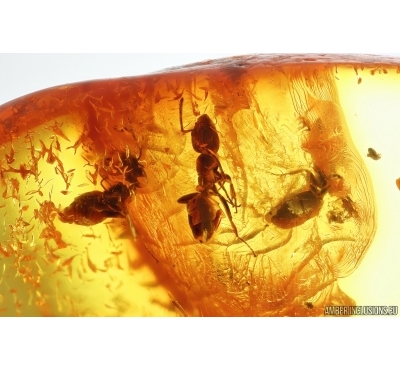 Ants Formicidae Ctenobethylus goepperti. Fossil insects in Big 33g Baltic amber stone #14324