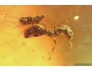 Ant Formicidae Dolichoderus and Beetle Larva Coleoptera. Fossil inclusions Baltic amber #14325
