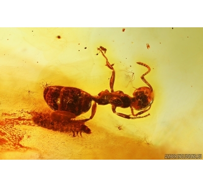 Ant Formicidae Dolichoderus and Beetle Larva Coleoptera. Fossil inclusions Baltic amber #14325