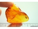 Ant Formicidae Dolichoderus and Beetle Larva Coleoptera. Fossil inclusions Baltic amber #14325