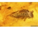Ant Formicidae Yantaromyrmex geinitzi and Millipede Synxenidae. Fossil inclusions Ukrainian Rovno amber #14327R