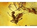 Ant Formicidae Formica gustawi and More. Fossil inclusions Ukrainian Rovno amber #14328R