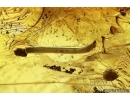 Ant Formicidae Formica gustawi and More. Fossil inclusions Ukrainian Rovno amber #14328R