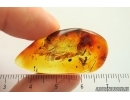 Ant Formicidae Formica gustawi and More. Fossil inclusions Ukrainian Rovno amber #14328R