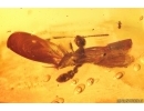 Two Rare ants Stigmatomma eocenicum and Nylanderia pygmaea. Fossil inclusions Ukrainian Rovno amber #14329R