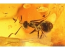 Two Rare ants Stigmatomma eocenicum and Nylanderia pygmaea. Fossil inclusions Ukrainian Rovno amber #14329R