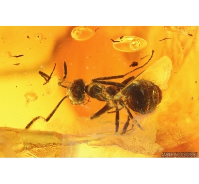 Two Rare ants Stigmatomma eocenicum and Nylanderia pygmaea. Fossil inclusions Ukrainian Rovno amber #14329R