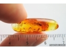 Two Rare ants Stigmatomma eocenicum and Nylanderia pygmaea. Fossil inclusions Ukrainian Rovno amber #14329R