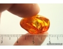 Rare Ant Tetraponera ?simplex. Fossil inclusion Ukrainian Rovno amber #14330R