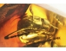 Ant Formicidae Formica flori. Fossil insect in Baltic amber #14331