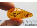 Rare Ant Formicidae Oecophylla Brischkei. Fossil insect Baltic amber #14332