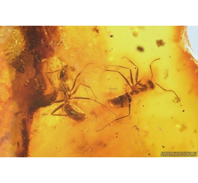 Two Ants Formicidae Yantaromyrmex geinitzi. Fossil inclusions Baltic amber #14333