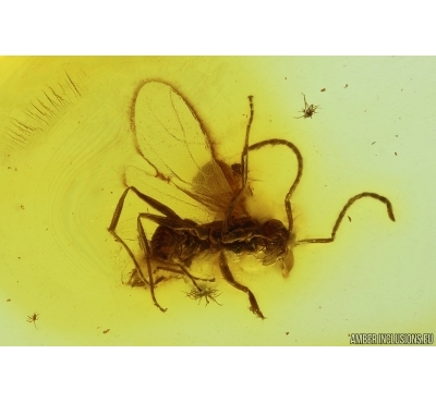 Rare Winged Ant Formicidae Nylanderia pygmaea. Fossil inclusion in Baltic amber #14334