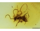 Rare Winged Ant Formicidae Nylanderia pygmaea. Fossil inclusion in Baltic amber #14334